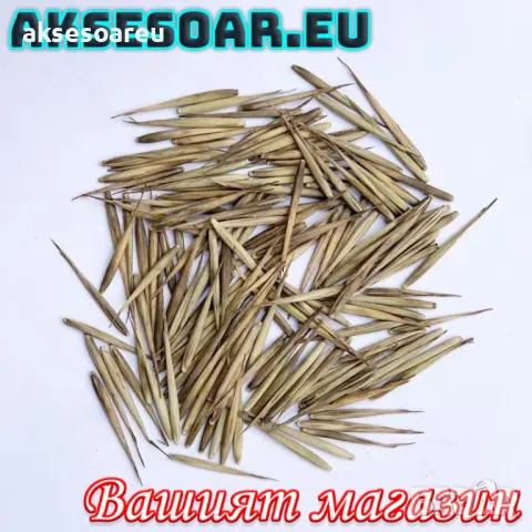 100 нови висококачествени семена Студоустойчив черен бамбук от САЩ за Декорация на дома и Градината , снимка 3 - Сортови семена и луковици - 49728001