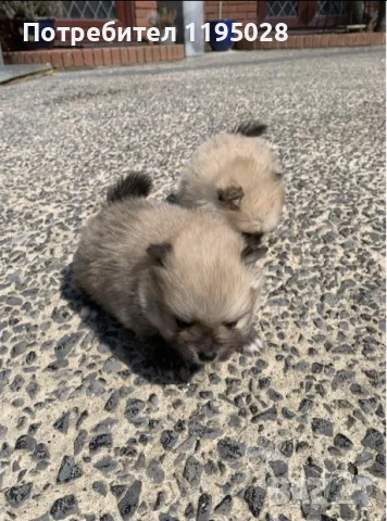 Померански шпиц,мини Померан и Померан джудже, снимка 5 - Померан - 38814242