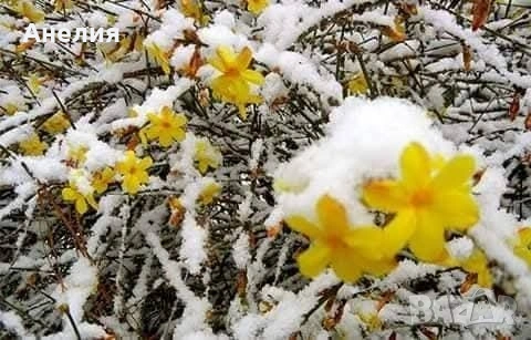 Зимен жасмин гол корен 1€, снимка 2 - Градински цветя и растения - 54220359