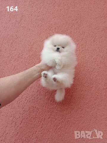 Миниатюрно мини момиченце. Померан. Реални снимки от 24.01.26 г., снимка 12 - Померан - 53209760
