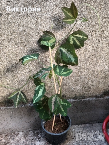 Пасифлора триивична/трифасциата/, снимка 3 - Стайни растения - 51710873