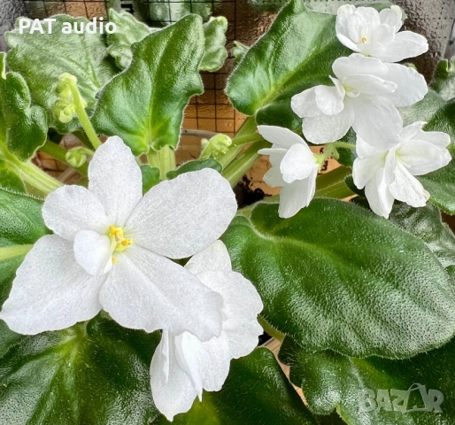 Saintpaulia Сейнтполия Сентполия African Violet Aфриканска теменужка стайна теменужка Фiалка, снимка 12 - Стайни растения - 50025772