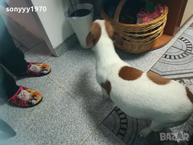 ДЖАК РЪСЕЛ-БЕБЕТА-250ЛВ ЗА ЕДНО 0602251556, снимка 18 - Джак ръсел териер - 48994447
