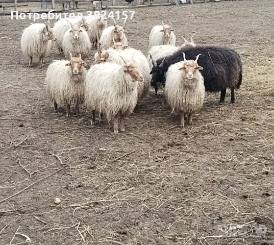 Унгарски витороги овце /рачка/, снимка 1
