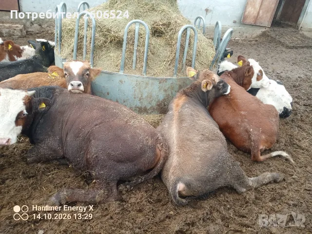 Отбити месодайни телета 