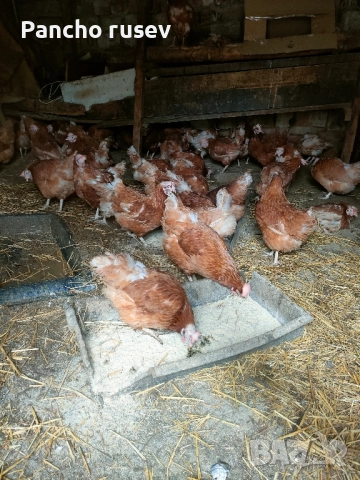 продават се червени кокошки , снимка 2 - Кокошки и пуйки - 52430767