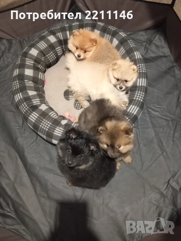 померанчета, снимка 7 - Померан - 53952195