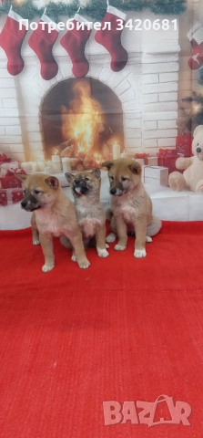 Шиба Ину  Shiba inu , снимка 4 - Шиба ину - 52341529