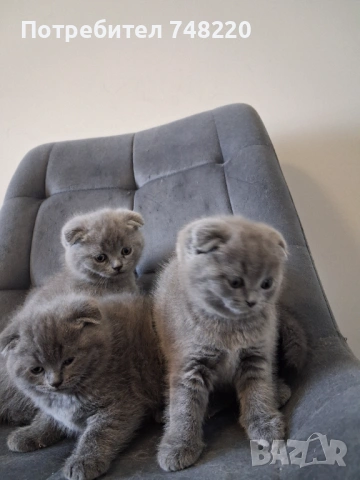 Шотландски клепоухи котета, снимка 9 - Други - 54306641