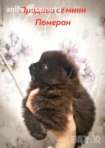 Продава се мини Померан