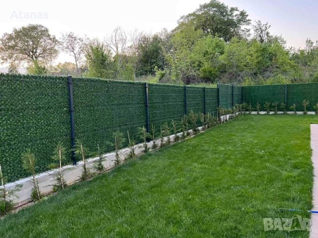 Жив плет, трева, мрежа и ограда, Защита от любопитни съседи!, снимка 7 - Огради и мрежи - 40570459