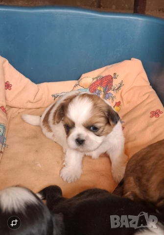 малки бебета Ши тцу , снимка 2 - Ши Тцу - 54096124