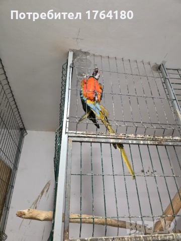 Три двойки папагали ара , снимка 10 - Папагали - 52920223