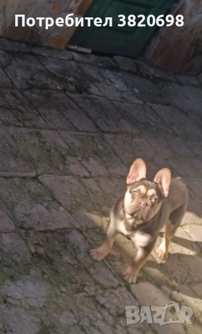 момче на 8месеца с 3 ваксини . баща флъфи, снимка 5 - Френски булдог - 51313999
