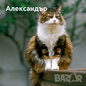 Ангорска котка - момче и момиче на 6 и на 8 месеца