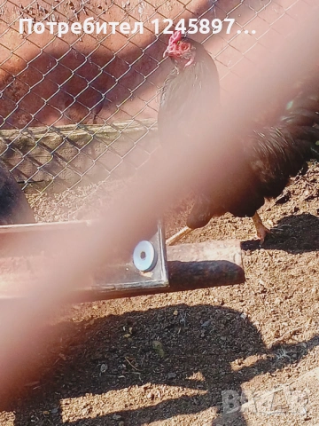 Мапуче-араукана петел