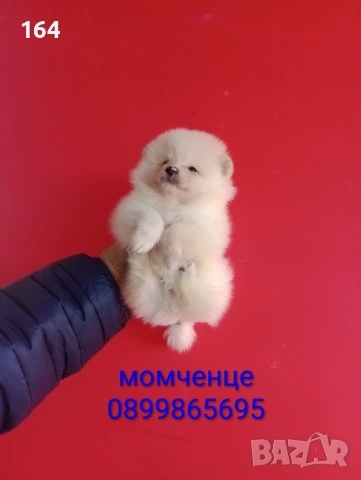 Померан. Реални снимки от 12.02.26 г.Померани., снимка 9 - Померан - 53035164