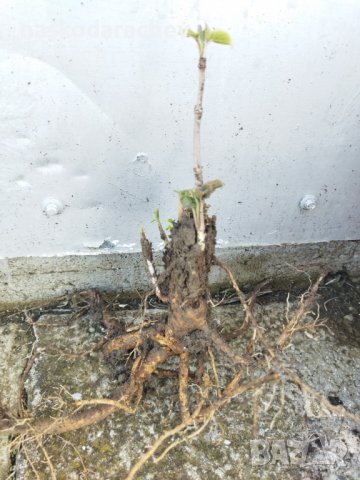 Черен дървовиден бъз, Свирчовина (Sambucus nigra) за имунната система на гол корен 