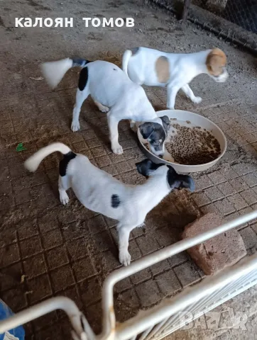 куче 🐕 Джак Ръсел , снимка 11 - Джак ръсел териер - 55622524