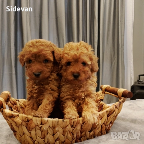 Пудел Той и Мини 