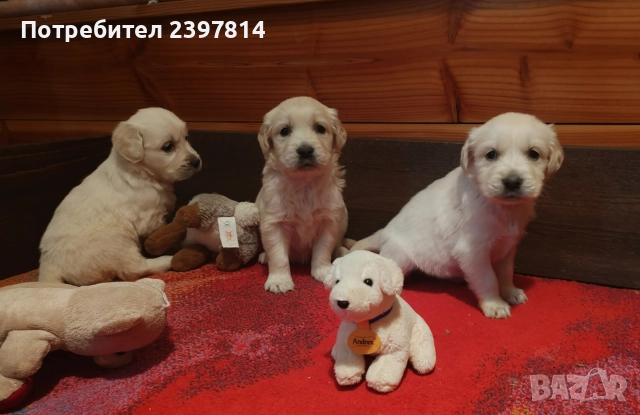 Голдън ретривър , снимка 8 - Голдън ретривър - 52842514