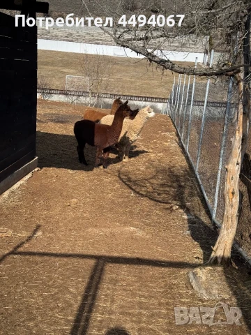 Продават се лами и алпаки, снимка 4 - Други - 50560549