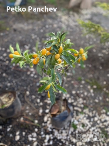 Кумкуат със плод 