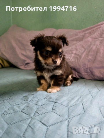 Чихуахуа момчета , снимка 2 - Чихуахуа - 53226584