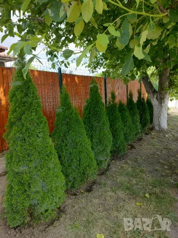 Къща+ Търговски обект , снимка 12 - Къщи - 55970770