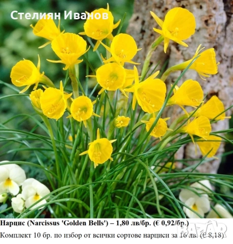 СОРТОВИ НАРЦИСИ - ЛУКОВИЦИ, снимка 3 - Сортови семена и луковици - 52372810