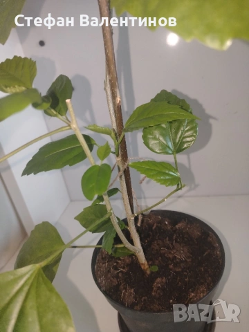 Хибискус/китайска роза, цъфти с едри червени кичести цветове, снимка 3 - Стайни растения - 52044964