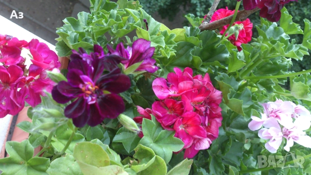 Продавам разсад - висящи мушката; микс цветове, снимка 10 - Стайни растения - 52958131