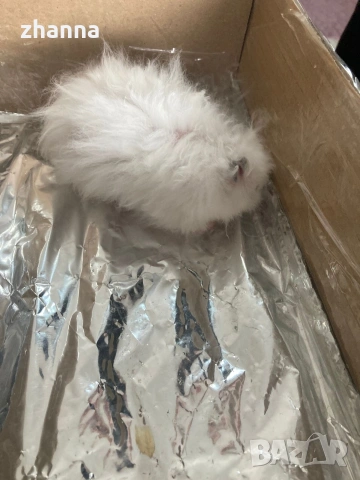 отдавам хамстер Сирийски 