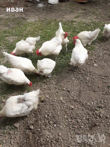 разплодни яйца от легхорн, снимка 10 - други­ - 16386746