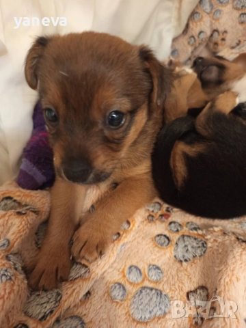 Подаряват се малки сладки кученца , снимка 5 - Други - 53916987