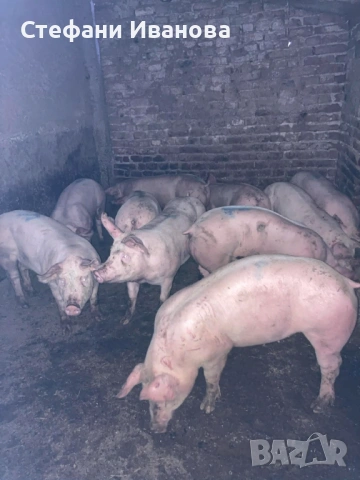 Домашни прасета по 100 кг