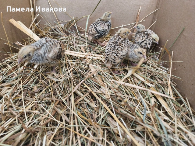 пъдпъдъци на 10 дни , снимка 2 - Кокошки и пуйки - 54189749