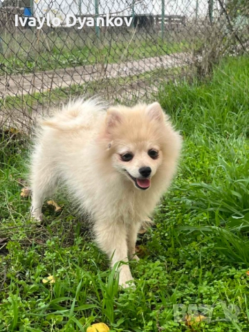 Померанче за всеки, снимка 4 - Померан - 52395525