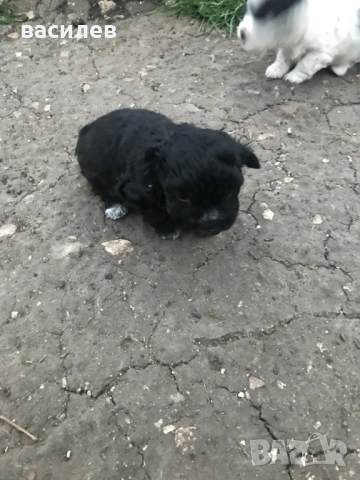 болонки, снимка 5 - Болонка - 53942789