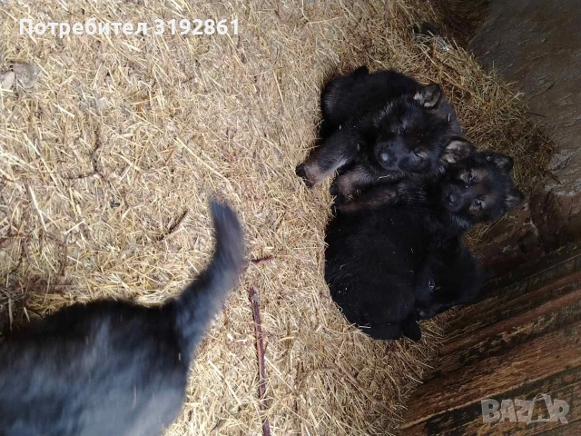 Немски Овчарки, снимка 8 - Немска овчарка - 54010323