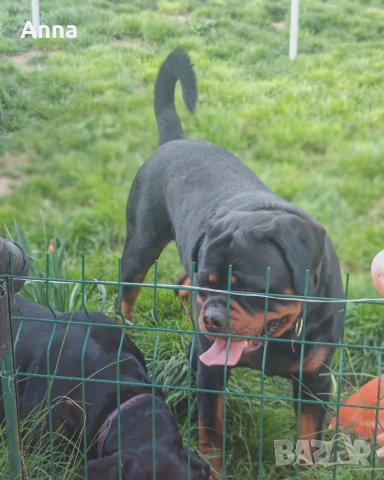 Мъжки ротвайлер эа разплод с родословие 
