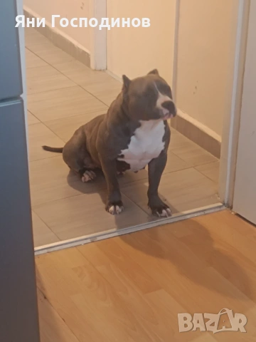 American bully standart, снимка 6 - Американски стафордширски териер - 54006085