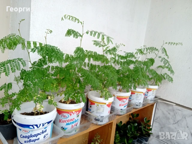 Цезалпиния, Жълта Райска Птица, снимка 3 - Градински цветя и растения - 50935681