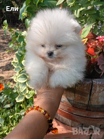 Померан мини момченце, снимка 3 - Померан - 54233207