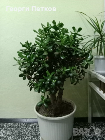 Дървото на живота, снимка 5 - Стайни растения - 52072244