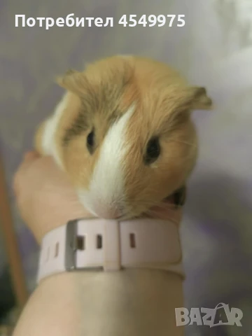 Морски свинчета, снимка 1