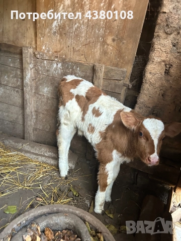 Женско сукалче симентал, снимка 3 - Крави - 52592786