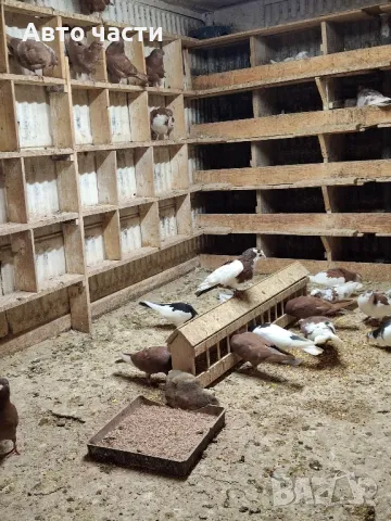 гълабите са хвъкане пазарджишки  гълабиот старото време , снимка 6 - Гълъби - 48637579