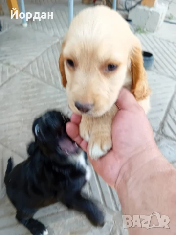 Английски Кокер , снимка 3 - Кокер шпаньол - 50927991