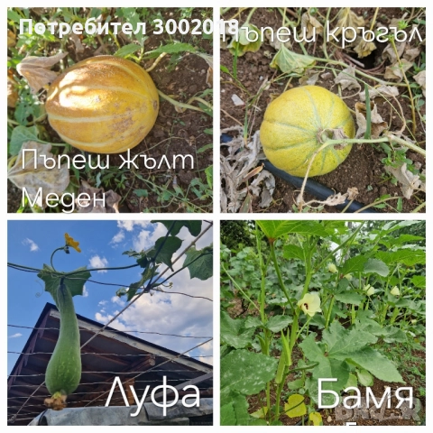 семена стари сортове , снимка 6 - Сортови семена и луковици - 51660347